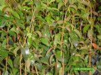 Pitangueira - Eugenia uniflora